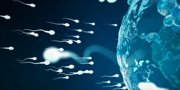 Le don de spermatozoïdes